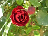 9206dbc7-Picture 2011.jpg